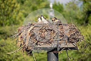 Hatchlings of an osprey (Pandion haliaetus) resting in the nest on the blurred background