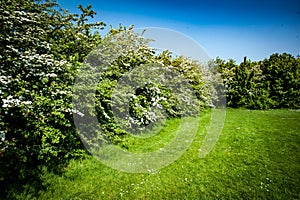 Hathorn hedge in flower