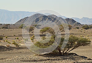 Hatta mountain and trees