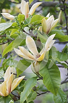 Hattie Carthan magnolia flowers