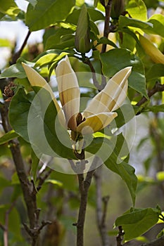 Hattie Carthan magnolia flowers