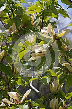 Hattie Carthan magnolia flowers