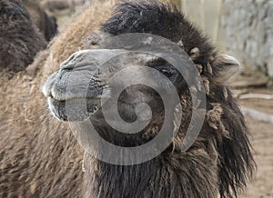 Haughty Camel