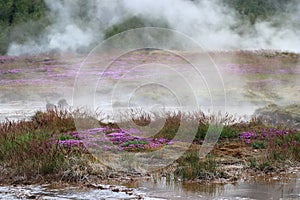 Haukadalur Geothermal Area, Purple Flowers with Steam Rising from Hot Springs, Western Iceland