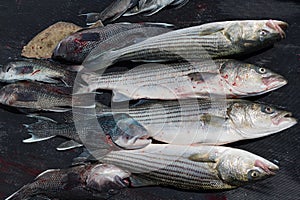 Haul of freshly caught striped  and black bass near Martha`s` Vineyard