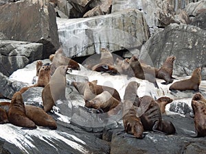 Haul out of brown fur seal in Tasman National Park