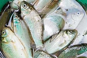 Haul of small freshwater fishes in green bucket