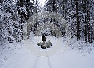 Hauling a Christmas tree home through a snowy forest