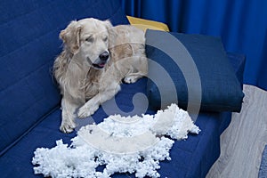 Hauling and repairing furniture.The dog chewed on the furniture