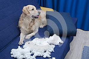 Hauling and repairing furniture.The dog chewed on the furniture