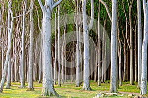 Haunted beech tree forest