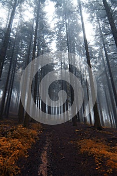 Haunted forest photo