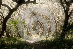 Haunted Halloween Forrest with a glow
