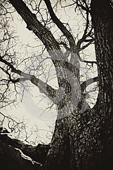 Haunted old tree