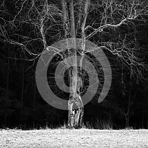 Haunted Tree in Bohemian Paradise in Winter