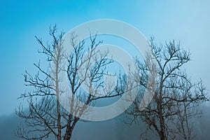 Haunting beauty of bare deciduous tree branches shrouded in fog. A mesmerizing blend of starkness and mystery