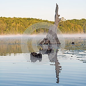 Haunting Remnants Of An Old Tree In The Water