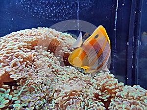 Haus des Meeres - fish tanks