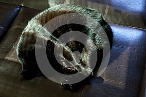 Havana Brown Cat Curled Up Sleeping