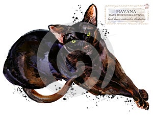 Havana cat. watercolor home pet illustration. Cats breeds series.