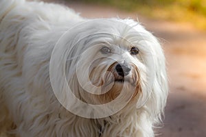 Havanese