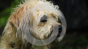 Havanese bichon