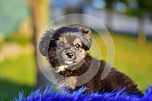 Havanese bichon havanais puppy dog photo