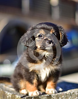 Havanese bichon havanais puppy dog photo