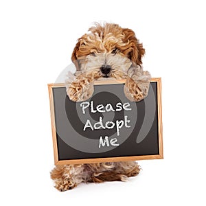 Havanese Crossbreed Holding Adopt Me Sign