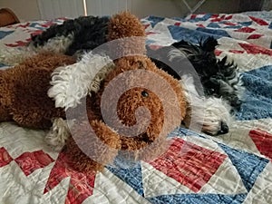 Havanese Cuddling a Teddy Beat