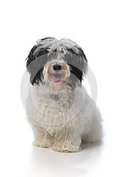 Havanese dog