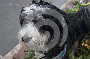 A Havanese Dog