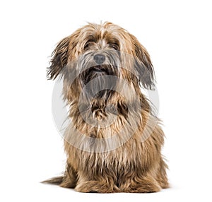 Havanese dog, 8 months old, sitting against white background