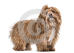 Havanese dog , 8 months old, standing against white background