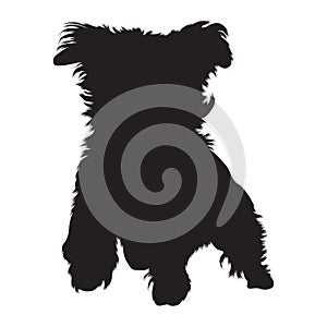 Havanese Dog Jumping On a Front View Silhouette Found In Map Of Europe