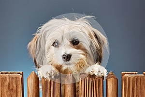 Havanese dog lurking behind a wooden wall