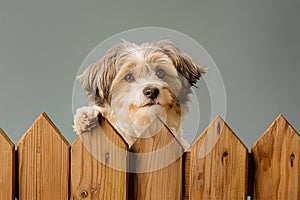 Havanese dog lurking behind a wooden wall