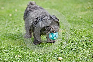 Havanese dog playing with a ball in the garden