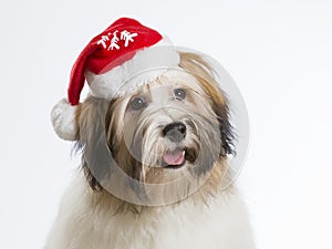 Havanese dog puppy with Christmas hat
