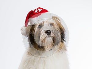 Havanese dog puppy with Christmas hat