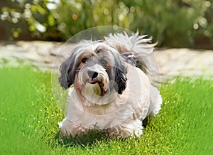 Havanese dog resting in grass, its tiny tongue hanging out