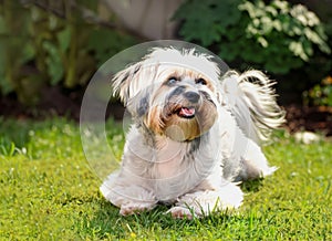 Havanese dog resting in grass, its tiny tongue hanging out