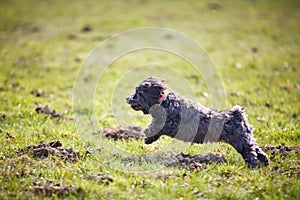 Havanese dog running and jumping