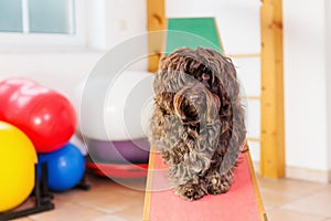 Havanese dog sits on a seesaw