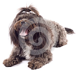 Havanese dog standing with mouth open