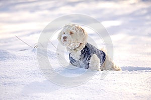 Havanese dog waiting and watching in snow