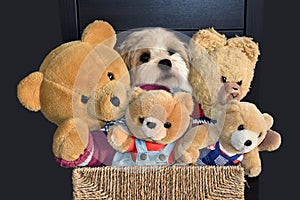 Havanese and  four teddy bears sitting in sisal box