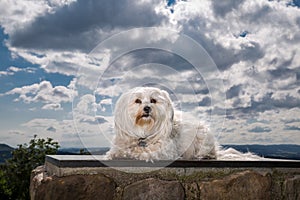 Havanese in heaven