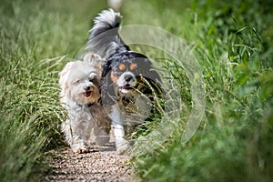 Havanese & King George Spaniel