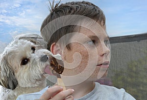 Havanese licks secretly the popsicle ice cream of the boy